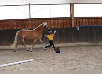 Haflinger, Jument, 3 Ans, 153 cm, Alezan