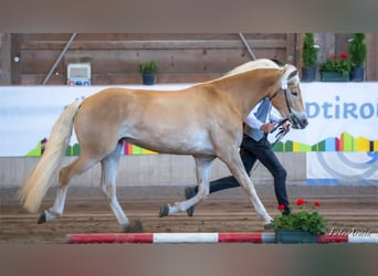 Haflinger, Jument, 3 Ans, 153 cm, Alezan