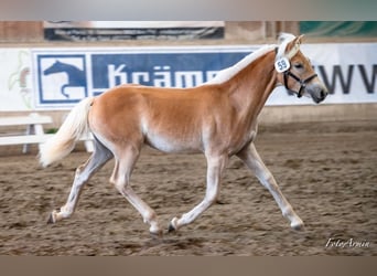 Haflinger, Jument, 3 Ans, 153 cm, Alezan