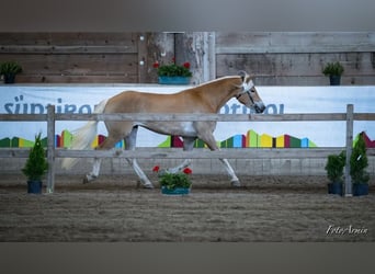 Haflinger, Jument, 3 Ans, 153 cm, Alezan
