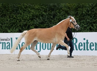 Haflinger, Jument, 3 Ans, 153 cm, Alezan