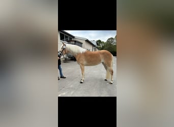 Haflinger, Jument, 3 Ans, 153 cm, Alezan