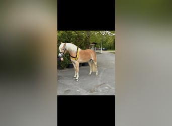 Haflinger, Jument, 3 Ans, 153 cm, Alezan