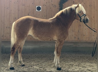 Haflinger, Jument, 3 Ans, 154 cm, Alezan