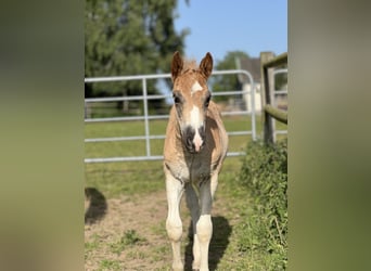 Haflinger, Jument, 3 Ans, Alezan
