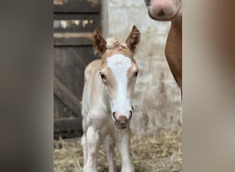 Haflinger, Jument, 3 Ans, Alezan
