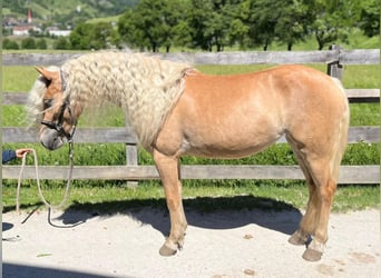 Haflinger, Jument, 3 Ans, Alezan
