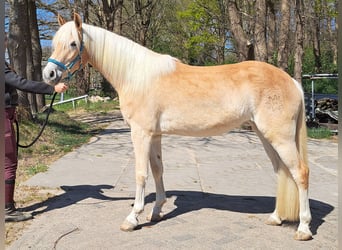Haflinger, Jument, 3 Ans