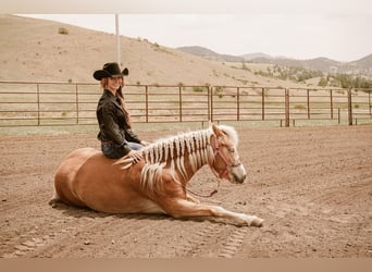 Haflinger, Jument, 4 Ans, 135 cm, Alezan brûlé
