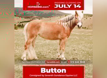 Haflinger, Jument, 4 Ans, 135 cm, Alezan brûlé
