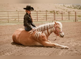 Haflinger, Jument, 4 Ans, 135 cm, Alezan brûlé