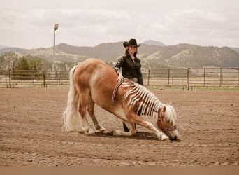 Haflinger, Jument, 4 Ans, 135 cm, Alezan brûlé