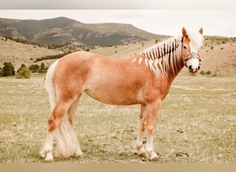 Haflinger, Jument, 4 Ans, 135 cm, Alezan brûlé
