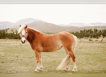 Haflinger, Jument, 4 Ans, 135 cm, Alezan brûlé
