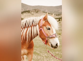 Haflinger, Jument, 4 Ans, 135 cm, Alezan brûlé
