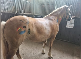 Haflinger, Jument, 4 Ans, 143 cm, Alezan