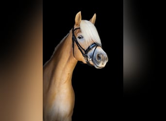 Haflinger, Jument, 4 Ans, 143 cm, Alezan