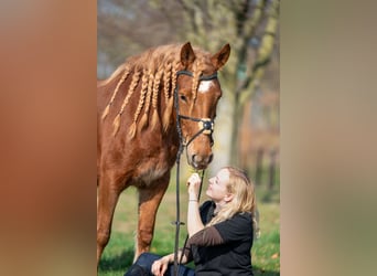 Haflinger Croisé, Jument, 4 Ans, 145 cm, Alezan