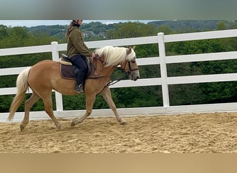 Haflinger, Jument, 4 Ans, 147 cm, Bai cerise