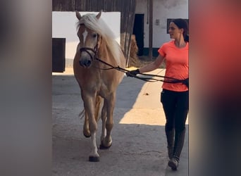 Haflinger, Jument, 4 Ans, 147 cm, Palomino