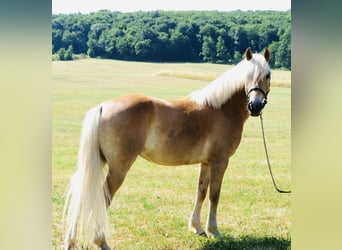 Haflinger, Jument, 4 Ans, 148 cm, Alezan