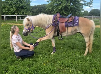 Haflinger, Jument, 4 Ans, 148 cm, Alezan