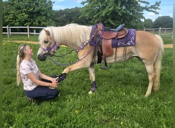 Haflinger, Jument, 4 Ans, 148 cm, Alezan