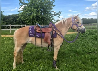Haflinger, Jument, 4 Ans, 148 cm, Alezan