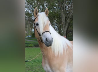 Haflinger, Jument, 4 Ans, 150 cm
