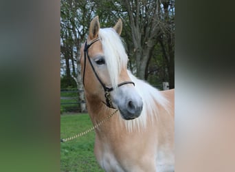 Haflinger, Jument, 4 Ans, 150 cm