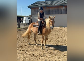 Haflinger, Jument, 4 Ans, 151 cm, Alezan