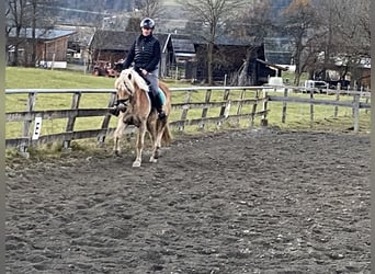 Haflinger, Jument, 4 Ans, 152 cm, Alezan