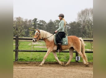 Haflinger, Jument, 4 Ans, 153 cm, Bai clair