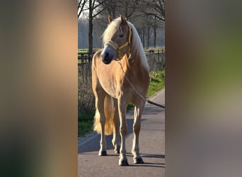 Haflinger, Jument, 4 Ans, 153 cm, Palomino