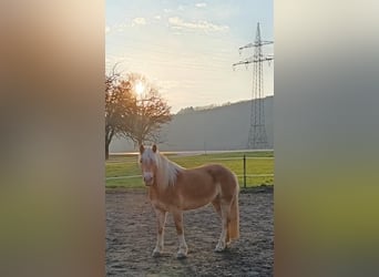 Haflinger, Jument, 4 Ans