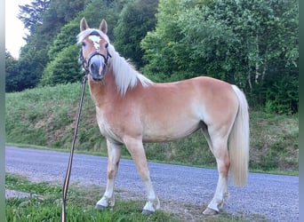 Haflinger, Jument, 5 Ans, 139 cm, Alezan
