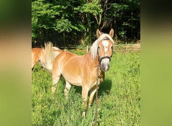 Haflinger, Jument, 5 Ans, 139 cm, Alezan