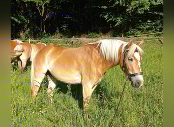 Haflinger, Jument, 5 Ans, 139 cm, Alezan