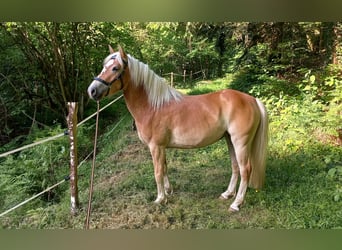 Haflinger, Jument, 5 Ans, 139 cm, Alezan