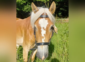 Haflinger, Jument, 5 Ans, 139 cm, Alezan