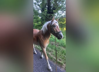 Haflinger, Jument, 5 Ans, 139 cm, Alezan