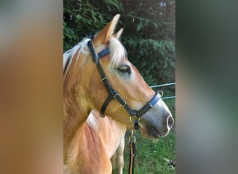 Haflinger, Jument, 5 Ans, 139 cm, Alezan