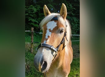 Haflinger, Jument, 5 Ans, 139 cm, Alezan