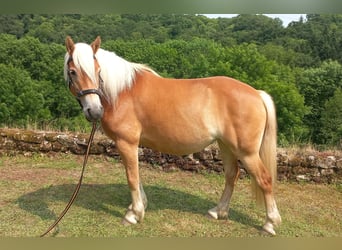 Haflinger, Jument, 5 Ans, 140 cm, Alezan