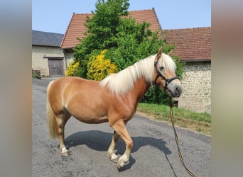 Haflinger, Jument, 5 Ans, 140 cm, Alezan