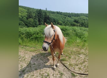 Haflinger, Jument, 5 Ans, 140 cm, Alezan