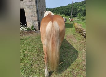 Haflinger, Jument, 5 Ans, 140 cm, Alezan