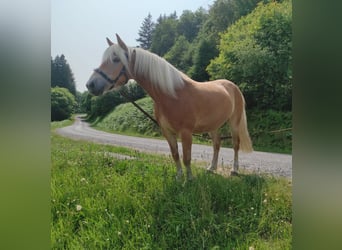 Haflinger, Jument, 5 Ans, 140 cm, Alezan