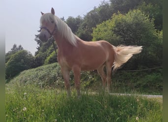 Haflinger, Jument, 5 Ans, 140 cm, Alezan