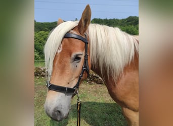 Haflinger, Jument, 5 Ans, 140 cm, Alezan